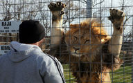 عاقبت بالا رفتن از دیوار محل نگهداری شیرها در باغ وحش!