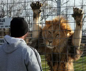 عاقبت بالا رفتن از دیوار محل نگهداری شیرها در باغ وحش!