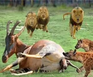 مبارزه حیات وحش؛ درگیری کفتار و شیر برای شکار طعمه