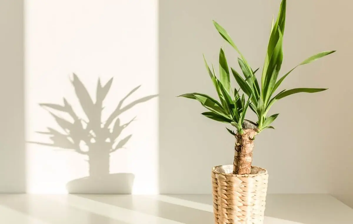 yucca-4
