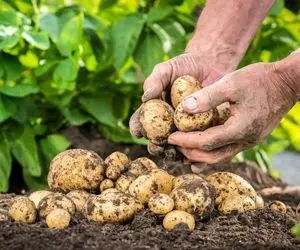 تولید ۵/ ۵ میلیون تن سیب زمینی