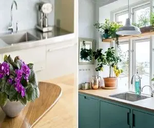 گیاهان آپارتمانی مناسب برای روی اپن آشپزخونه و کنار سینک ظرفشویی / گلدار و رنگارنگ