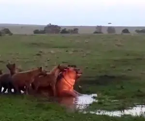 نبرد حیات وحش / لحظه وحشیانه و خشن حمله کفتار و زنده بلعیدن اسب آبی دهن گشاد