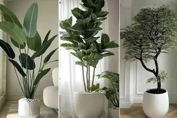 گیاهان آپارتمانی مختص افراد تازه کار و مبتدی که دست تو پرورش گل ندارن / مقاوم و زیبا