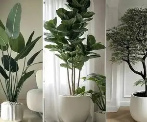 گیاهان آپارتمانی مختص افراد تازه کار و مبتدی که دست تو پرورش گل ندارن / مقاوم و زیبا