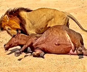 شاهکار حیات وحش / شیر نر در بستر رودخانه گاومیش را صید می کند و می کشد