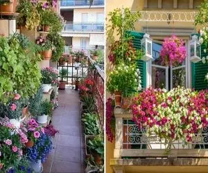 گیاهان آپارتمانی گلدار برای بالکن در فصول گرم / بهار و تابستون تراس خونت شاه محله اس