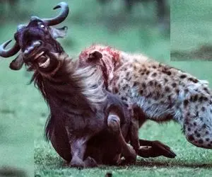 بدایع حیات وحش؛ کفتار بدسگال کل یالدارو از وسط پاره کرد نصفشو پلنگ میل کرد