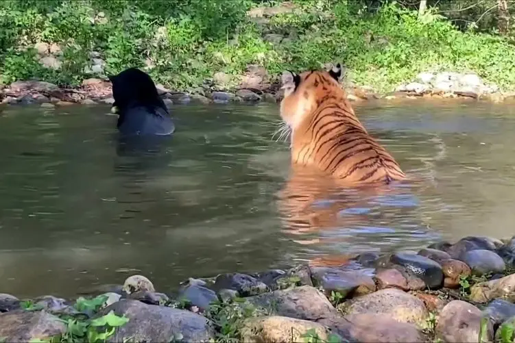 مستند حیات وحش؛ شنای دسته جمعی ببر؛ پلنگ و جگوار