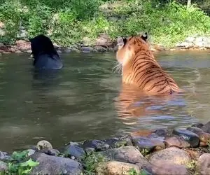 مستند حیات وحش؛ شنای دسته جمعی ببر؛ پلنگ و جگوار