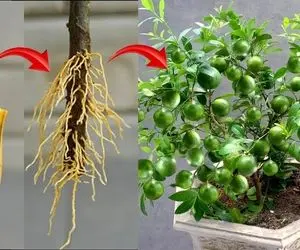 کشاورزی نوین؛ واسه اینکه لیمو حسابی پر بار بشه تو خاکش موز له شده ریختن