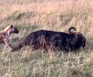 مستند حیات وحش؛ بوفالو خوابش سنگین بود کفتار اومد خوردش نفهمید