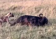 مستند حیات وحش؛ بوفالو خوابش سنگین بود کفتار اومد خوردش نفهمید