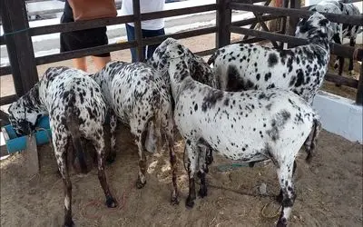 فرآوری بز؛ تو این مزرعه بز پرورش میدن مثل دفتر نقاشی رنگی رنگی و البته با کلی شیر