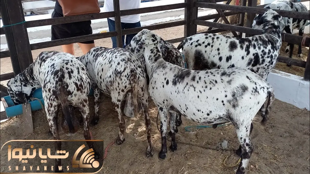 فرآوری بز؛ تو این مزرعه بز پرورش میدن مثل دفتر نقاشی رنگی رنگی و البته با کلی شیر