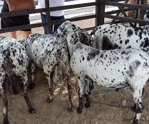 فرآوری بز؛ تو این مزرعه بز پرورش میدن مثل دفتر نقاشی رنگی رنگی و البته با کلی شیر