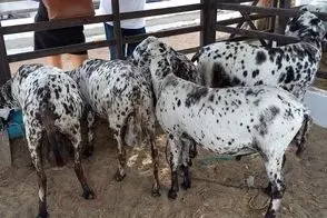 فرآوری بز؛ تو این مزرعه بز پرورش میدن مثل دفتر نقاشی رنگی رنگی و البته با کلی شیر