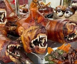 کباب سگ؛ سر سگ ناز نازیو از قفا برید واسه طبخ کله پاچه با گوشتش کباب ترکی پخت