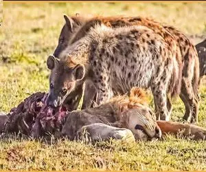 از جذابیت‌های حیات وحش؛ کفتار سفاک دندون تیز کرد واس شیر زخمی گوشتشو به نیش کشید