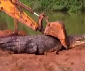 ابزارآلات غول پیکر؛ درگیری تمساح غول با اپراتور بیل مکانیکی برای حراست اکو سیستمش