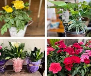 گیاهان آپارتمانی خوشبو / مامامیا ماماسیتا با رایحه خوش اینا غذاتم بسوزه بوشو نمیفهمی