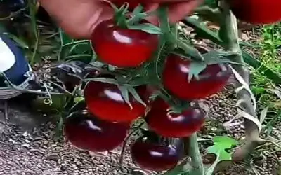 مستند کشاورزی؛ گوجه ی شیشه ای پرورش دادن نگاش میکنی مثه پارچه حریر همه چیز توش معلومه