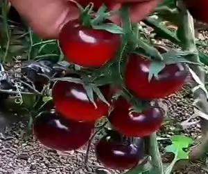 مستند کشاورزی؛ گوجه ی شیشه ای پرورش دادن نگاش میکنی مثه پارچه حریر همه چیز توش معلومه