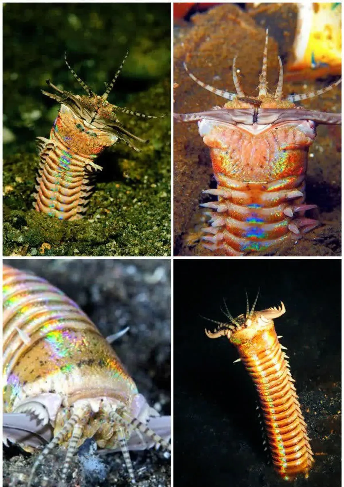 کرم بوبیت (Bobbit Worm)