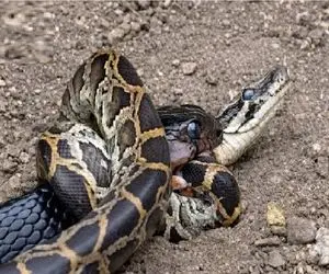 شاهکار حیات وحش؛ پیتون، مامبای سیاه میبلعه رقیب عشقیش حذف شه