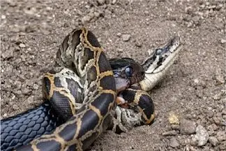 شاهکار حیات وحش؛ پیتون، مامبای سیاه میبلعه رقیب عشقیش حذف شه