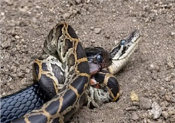 شاهکار حیات وحش؛ پیتون، مامبای سیاه میبلعه رقیب عشقیش حذف شه