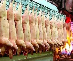 فرآوری خوک؛ خوک لمبه لجن و از پا آویزون کردن بعد کارواش چرخ و سوسیس شد