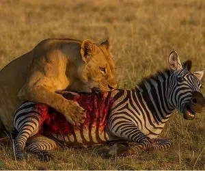 نبرد حیات وحش/جیغ گورخر مظلوم رفت هوا ولی کسی به نجاتش نیومد