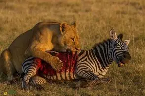 نبرد حیات وحش/جیغ گورخر مظلوم رفت هوا ولی کسی به نجاتش نیومد