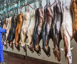 فرآوری اسب؛ اسب اصیل در حال احتضار رو با چاقو سر بریدن تیکه کردن برای شیشلیک