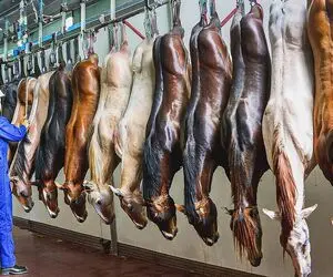 فرآوری اسب؛ اسب اصیل در حال احتضار رو با چاقو سر بریدن تیکه کردن برای شیشلیک