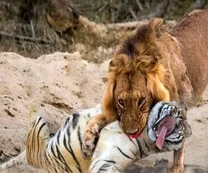 شاهکار حیات وحش؛ شیر شریر خرخره پلنگ سفاک که قصد جون توله شو داشت به نیش کشید