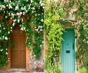 گیاهان چسبنده به دیوار جهت ایجاد دیوار سبز / مناسب همه ی نقاط ایران با هر آب و هوایی