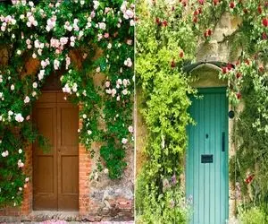 گیاهان چسبنده به دیوار جهت ایجاد دیوار سبز / مناسب همه ی نقاط ایران با هر آب و هوایی