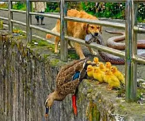 حیات وحش مصنوعی؛ سگ جسور ناجی اردک و جوجه هاش شد