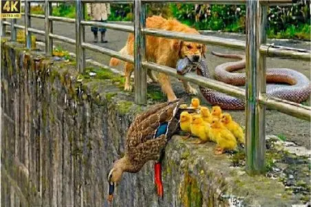 حیات وحش مصنوعی؛ سگ جسور ناجی اردک و جوجه هاش شد