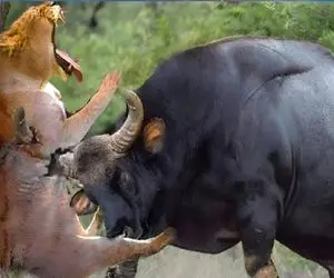 جذابیت حیات وحش / بوفالو از سر اضطرار سر شیر را به طاق کوبید تا زنده بماند