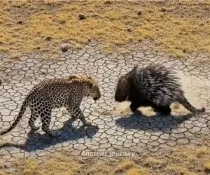 حیات وحش مصنوعی؛ ایستادگی جوجه تیغی مقابل پلنگ