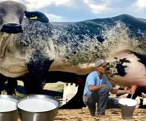 گاوهای باورنکردنی؛ گاوی که اینقدر شیر داره برای دوشیدن باید چند نفر باهم بیان