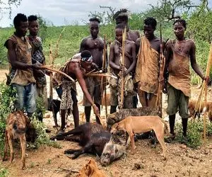 کباب گراز وحشی؛ بربرهای برهنه گراز و شکار کردن روده شو خام خوردن گوشتشو پخته