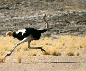 مستند حیات وحش؛ مسابقه شتر مرغ با قهرمان المپیک دوچرخه سواری 