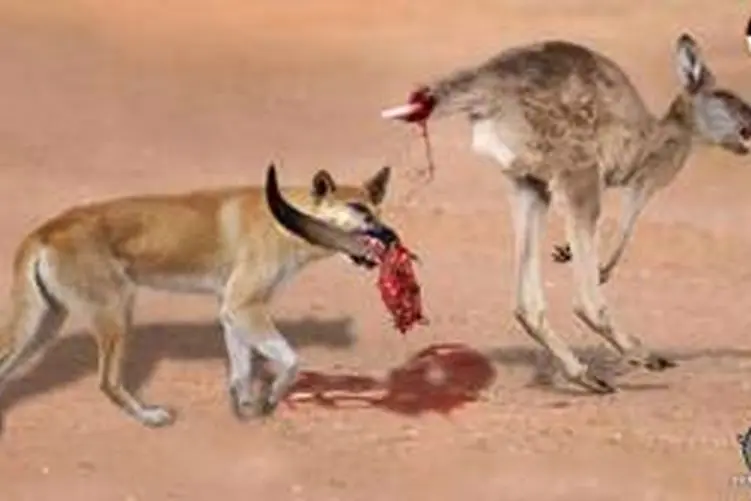 مستند حیات وحش؛ سگ های دینگو کانگورویی را که تنها فرار کرده بود، پاره می کنند