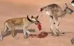 مستند حیات وحش؛ سگ های دینگو کانگورویی را که تنها فرار کرده بود، پاره می کنند