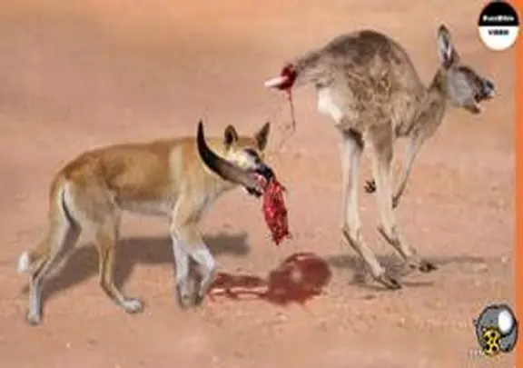 مستند حیات وحش؛ سگ های دینگو کانگورویی را که تنها فرار کرده بود، پاره می کنند
