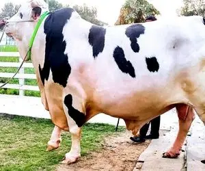 فرآوری گاو؛ گاو نری که 1000 کیلو وزن داره و به قدری بزرگ هست آدم در مقابلش هیچه